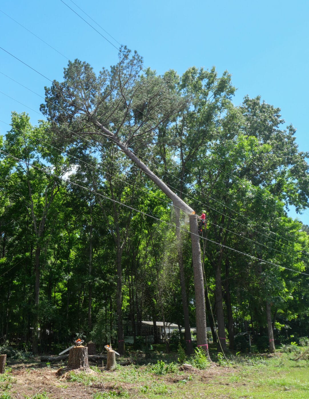 Large tree being cut down